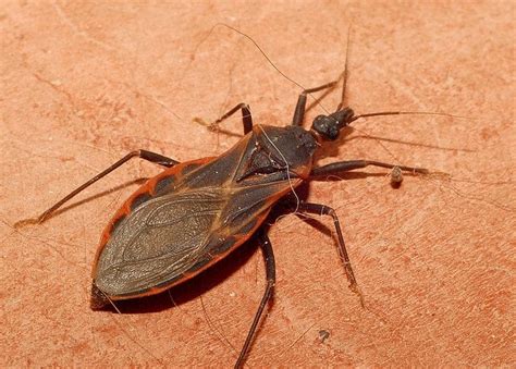 kissing bug in tagalog